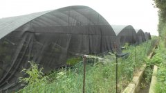 蔬菜种植培育基地二