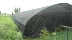 蔬菜种植培育基地三