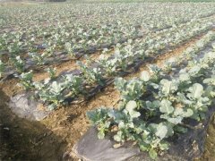 蔬菜种植基地二十三